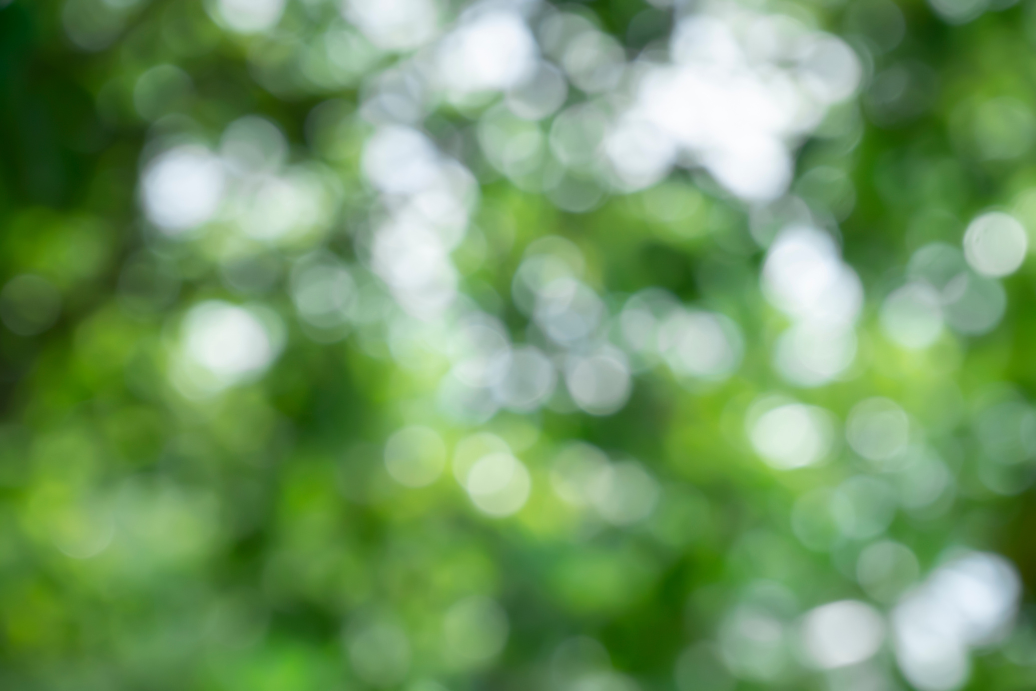 Bokeh Foliage Background